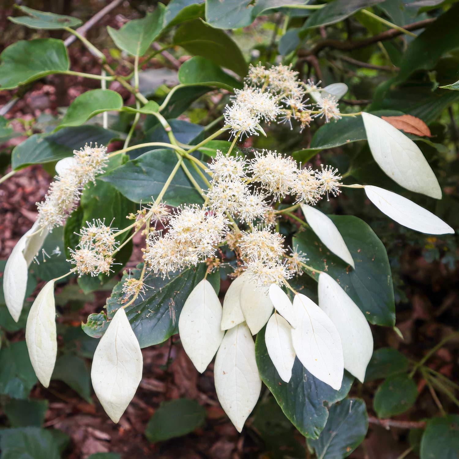 Schizophragma fauriei 'Windmills'