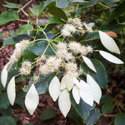 Schizophragma fauriei 'Windmills'