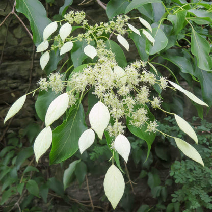 Schizophragma fauriei 'Windmills'