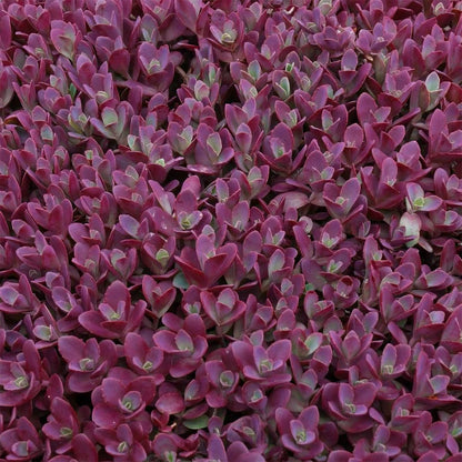 Sedum Sunsparkler 'Firecracker'; Hylotelephium 'Firecracker' (SunSparkler Series)