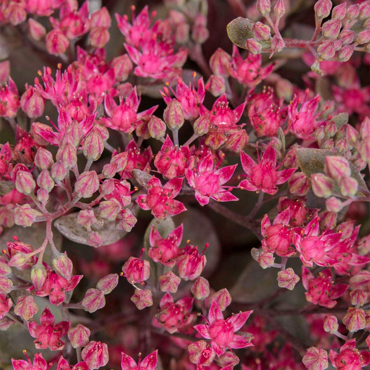 Sedum Sunsparkler 'Firecracker'; Hylotelephium 'Firecracker' (SunSparkler Series)