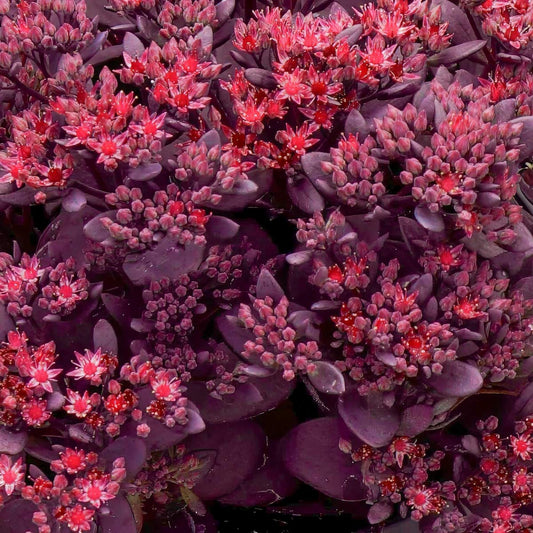 Sedum Sunsparkler 'Firecracker'