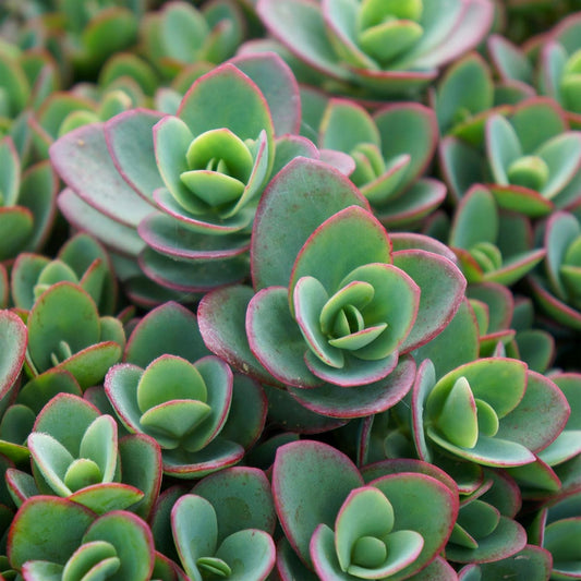 Sedum Sunsparkler 'Lime Zinger'; Hylotelephium 'Lime Zinger' (SunSparkler Series) stonecrop