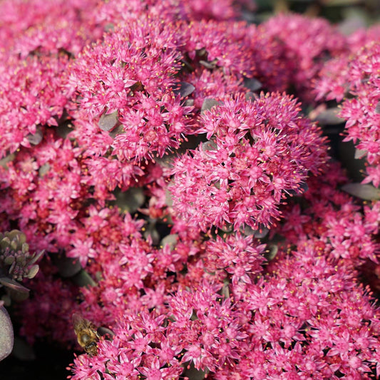 Sedum Sunsparkler 'Plum Dazzled'