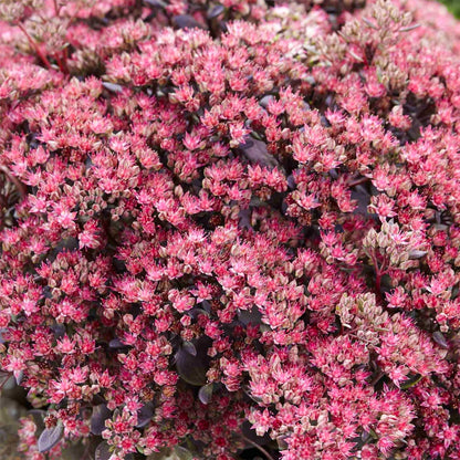 Sedum Sunsparkler 'Plum Dazzled'