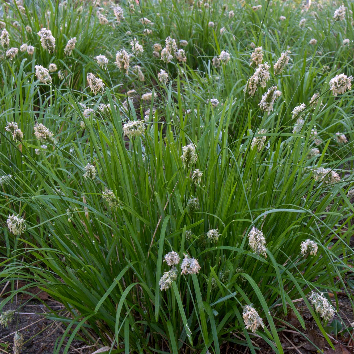 Sesleria caerulea