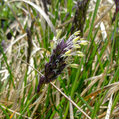 Sesleria caerulea