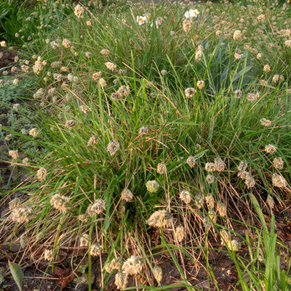 Sesleria caerulea