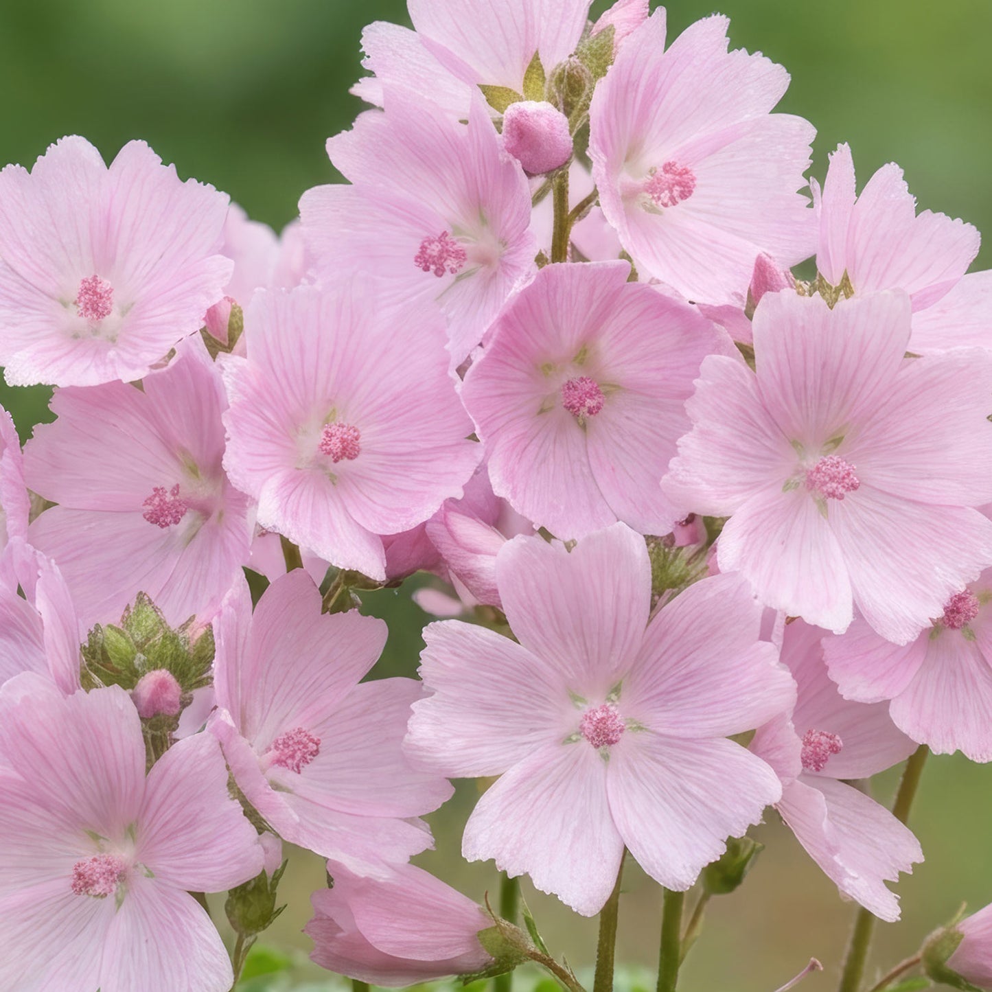 Sidalcea 'Little Princess'