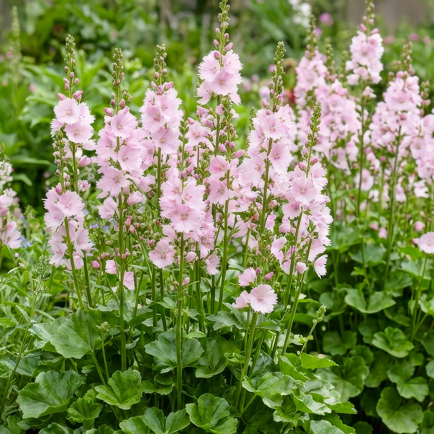 Sidalcea 'Little Princess'