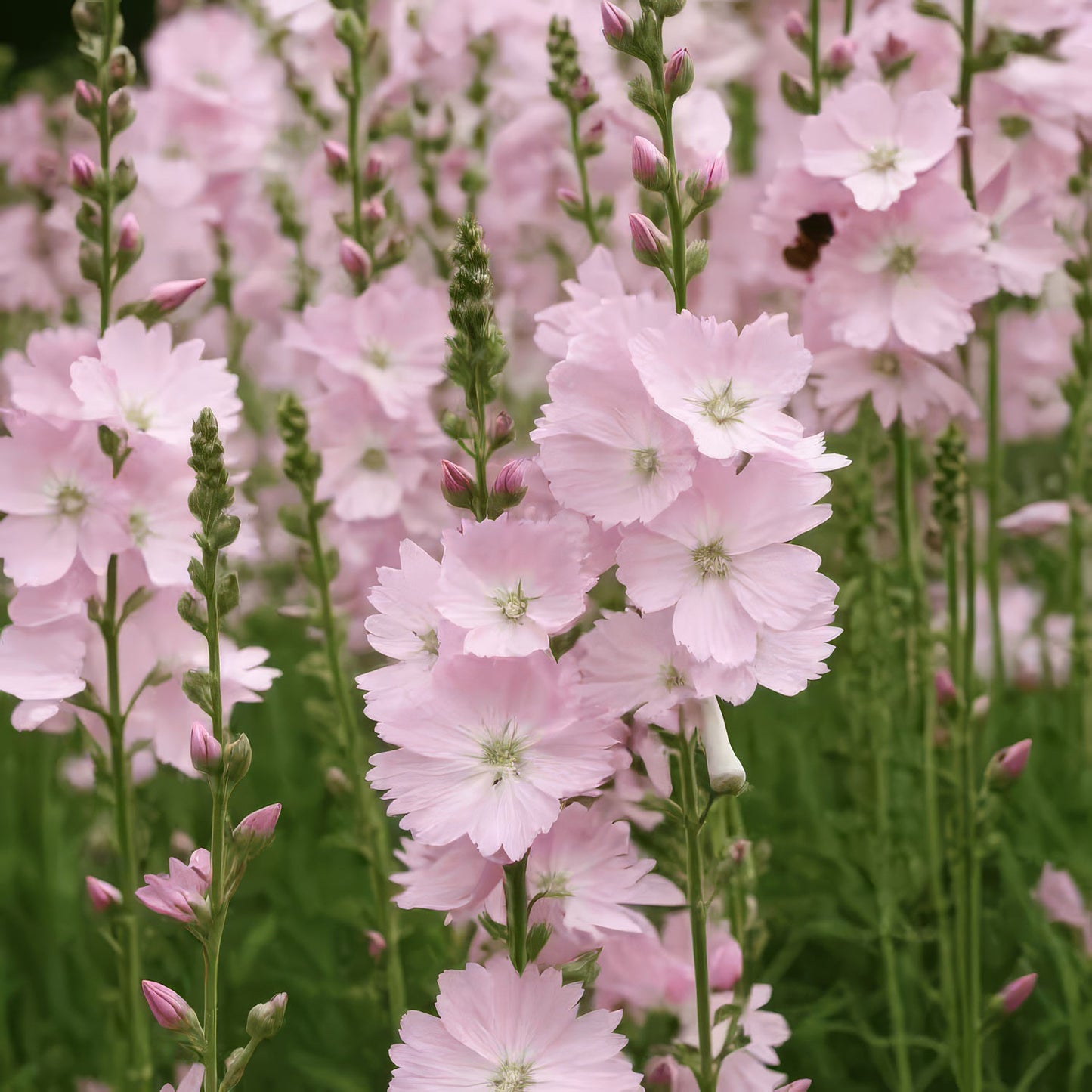 Sidalcea 'Little Princess'