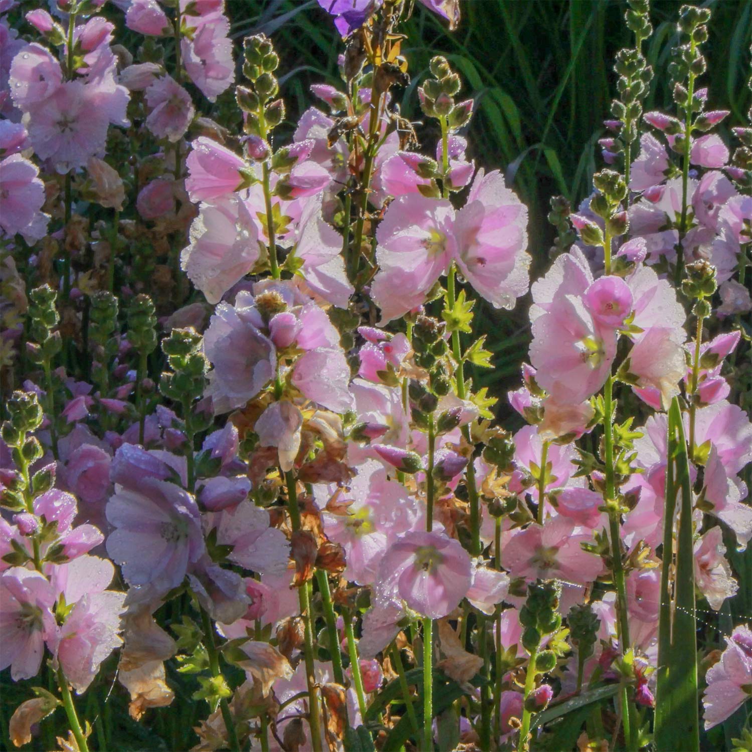 Sidalcea 'Little Princess'