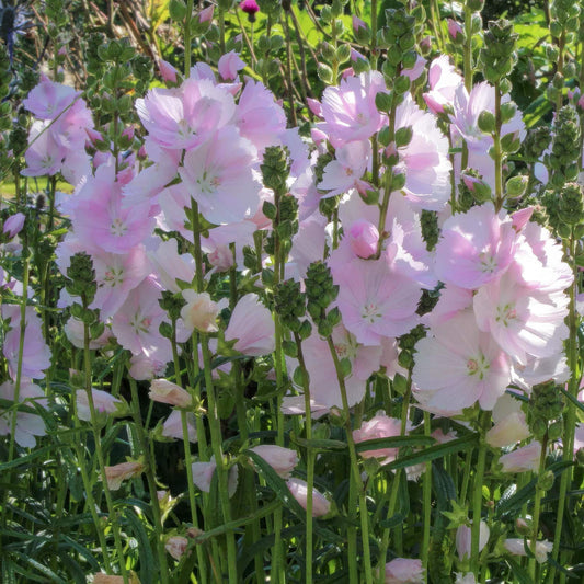 Sidalcea 'Little Princess'. Pink flowers with green stems and leaves in a garden setting