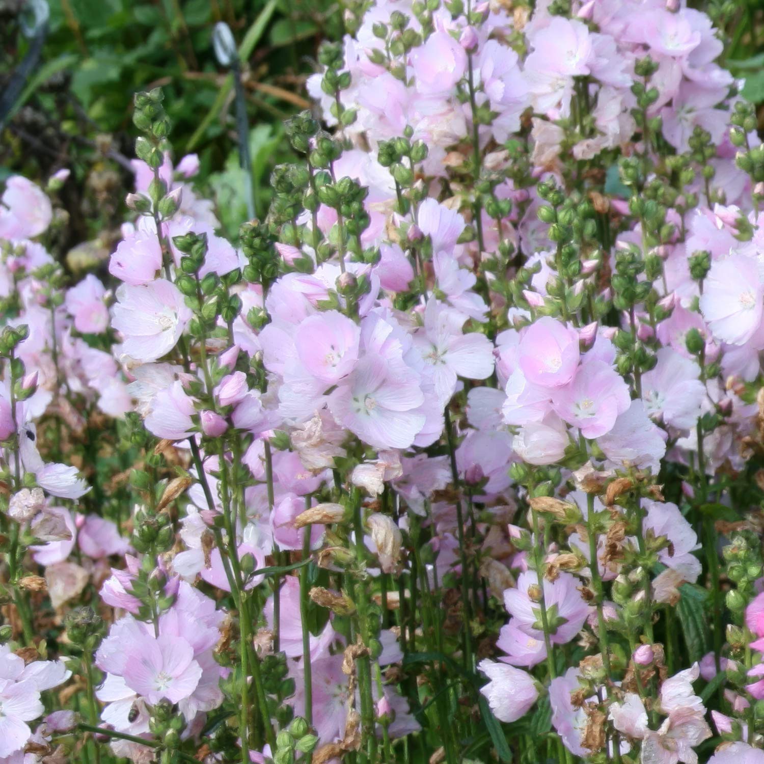 Sidalcea 'Little Princess'. Pink flowers with green stems and leaves in a natural setting