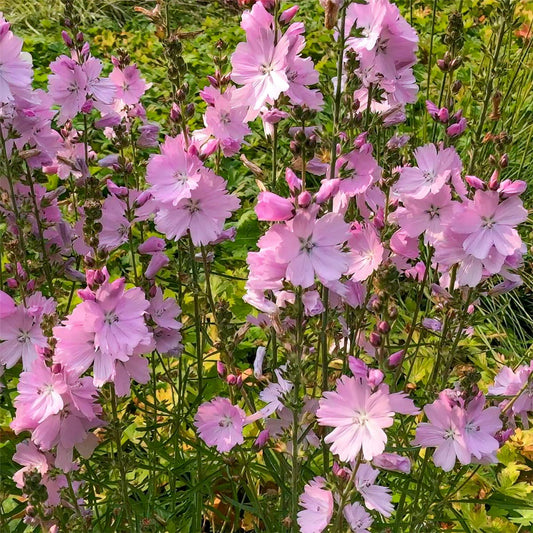 Sidalcea 'Party Girl'