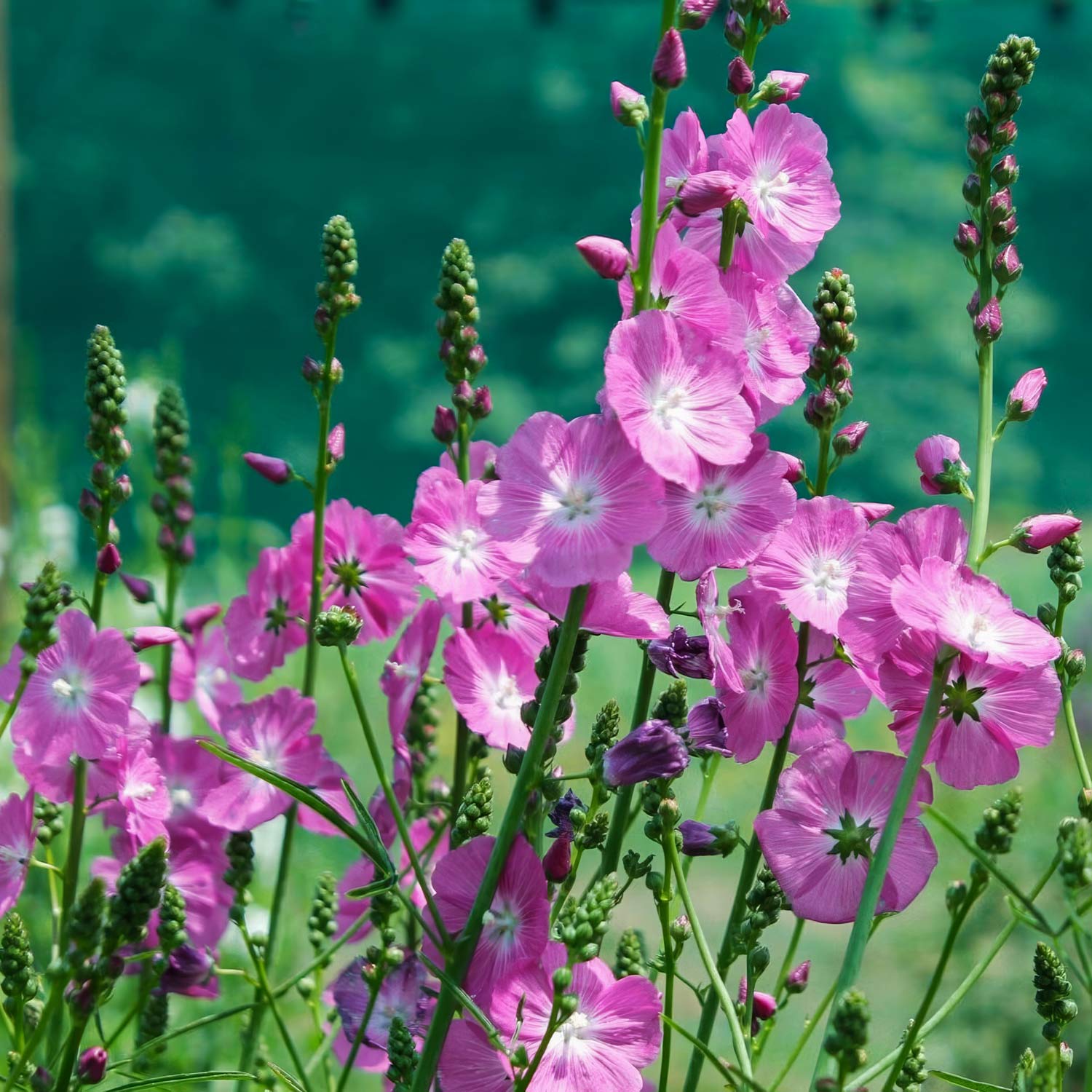 Sidalcea 'Party Girl'