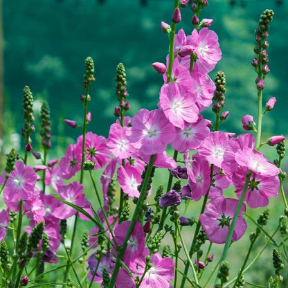 Sidalcea 'Party Girl'