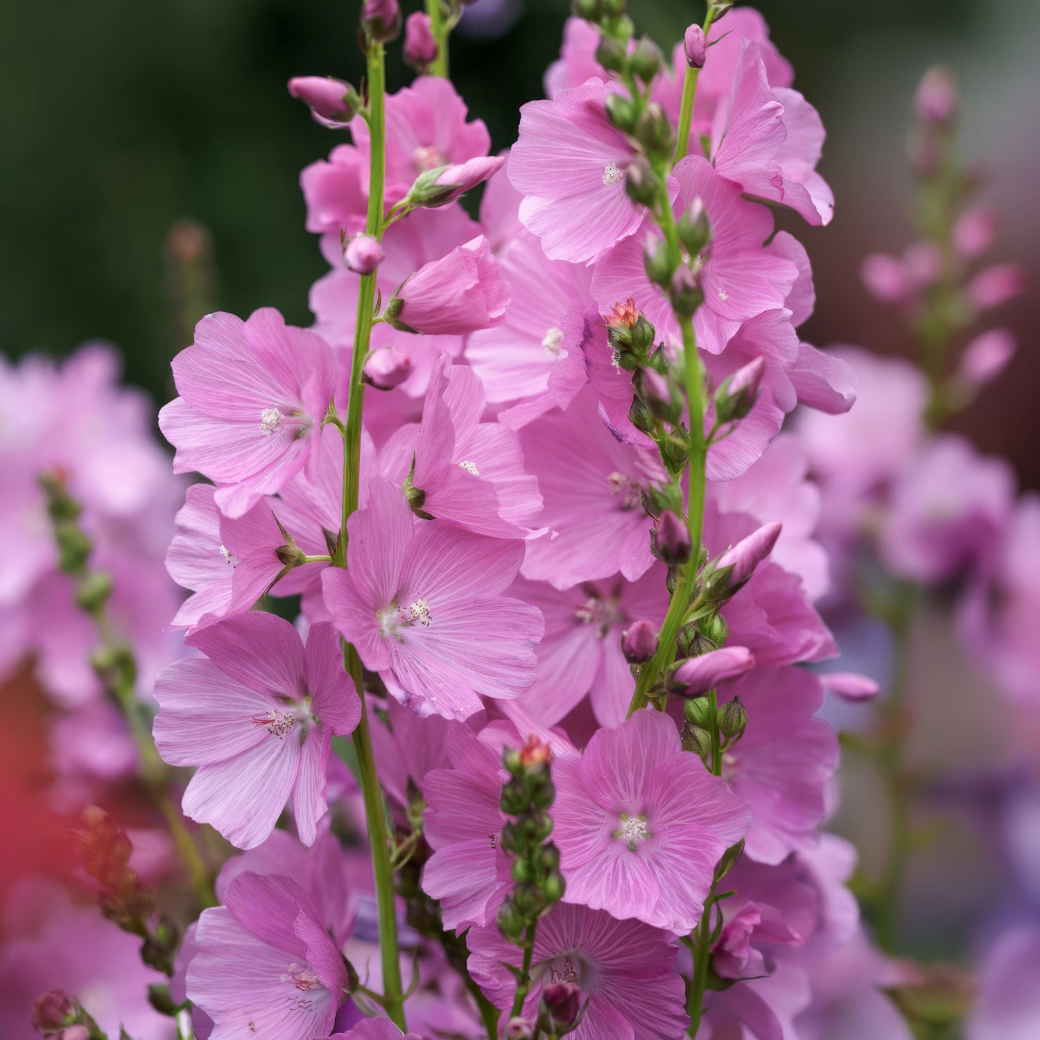 Sidalcea 'Rose Queen'
