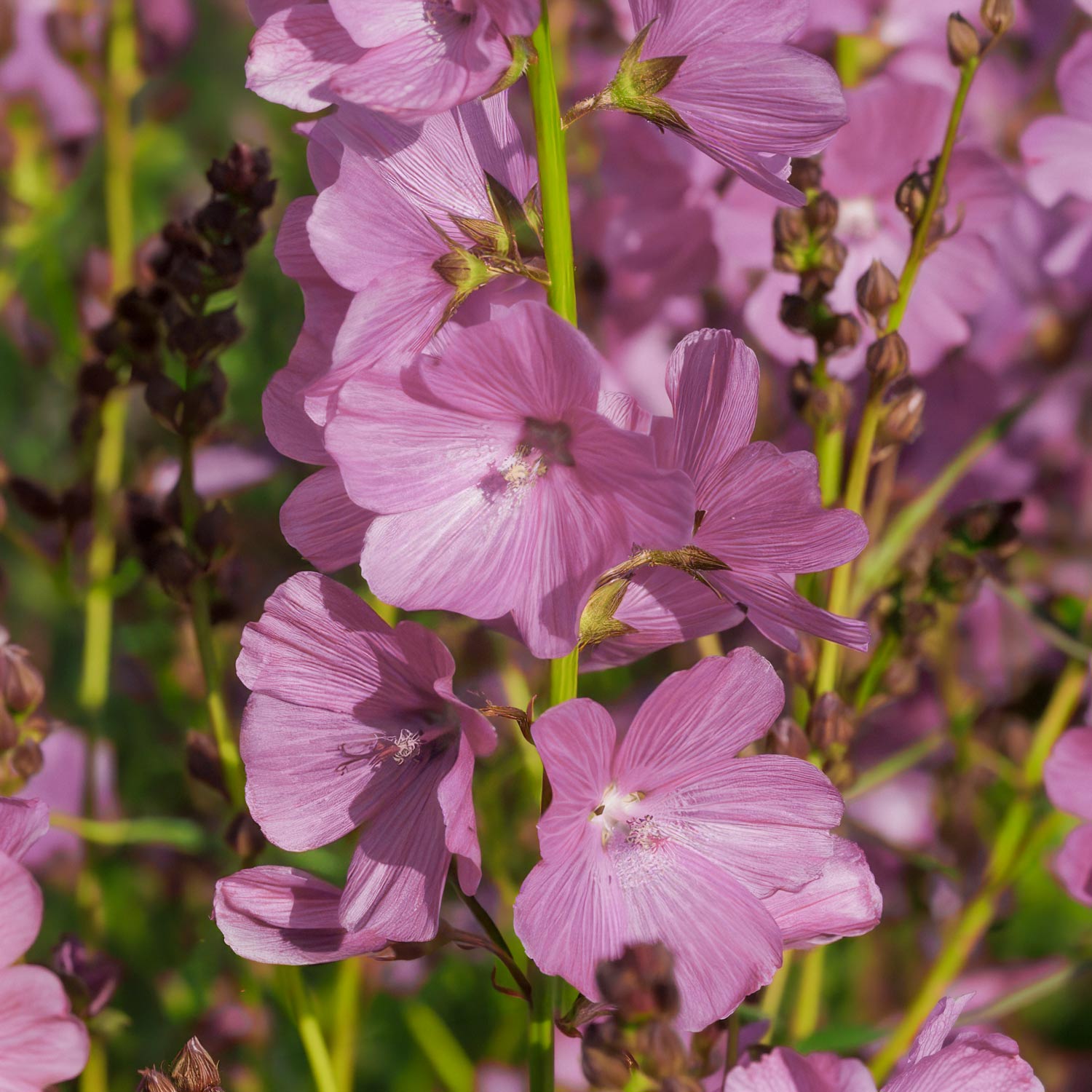 Sidalcea 'Rose Queen'