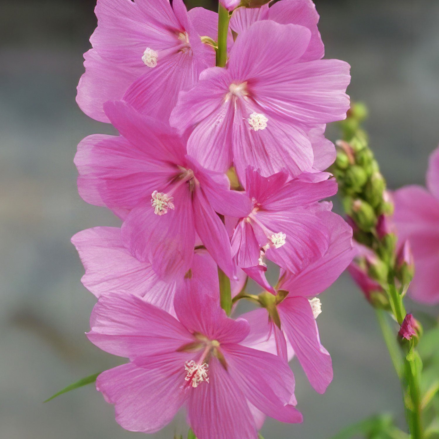 Sidalcea 'Rose Queen'