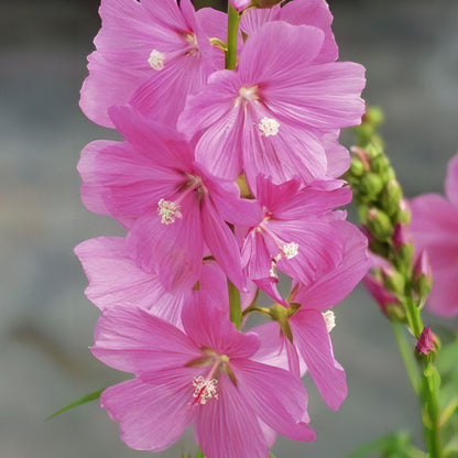 Sidalcea 'Rose Queen'