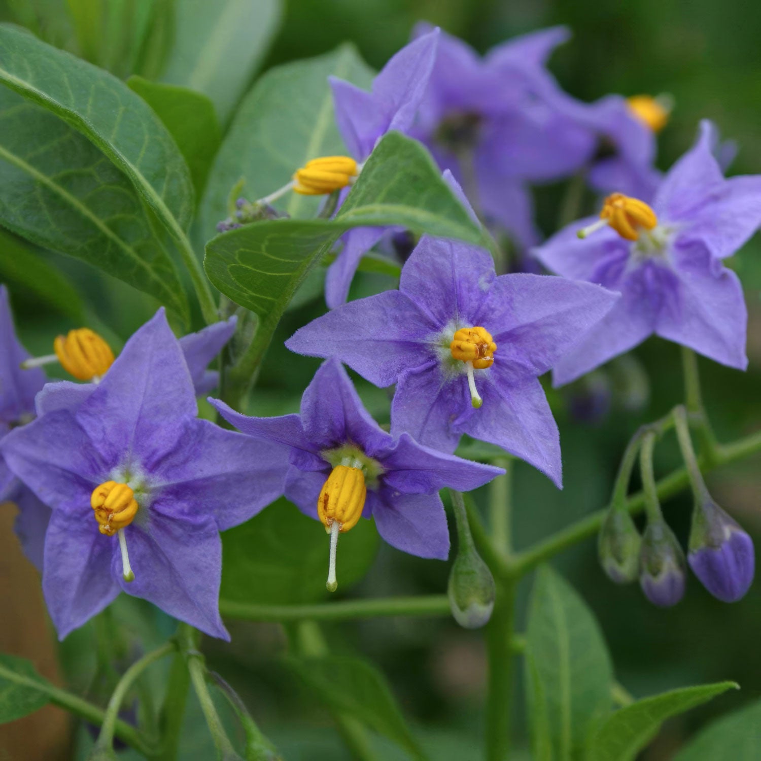 Solanum crispum 'Glasnevin'