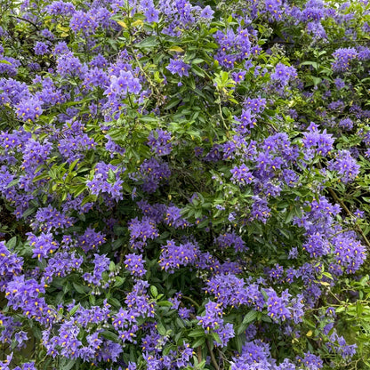 Solanum crispum 'Glasnevin'