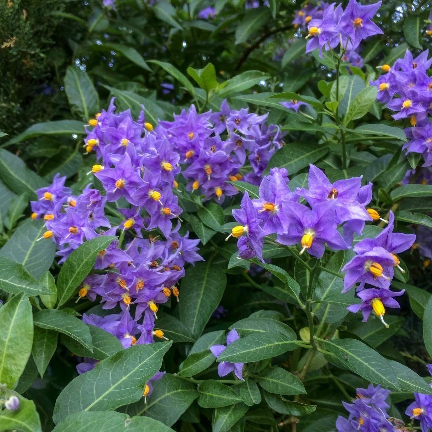 Solanum crispum 'Glasnevin'