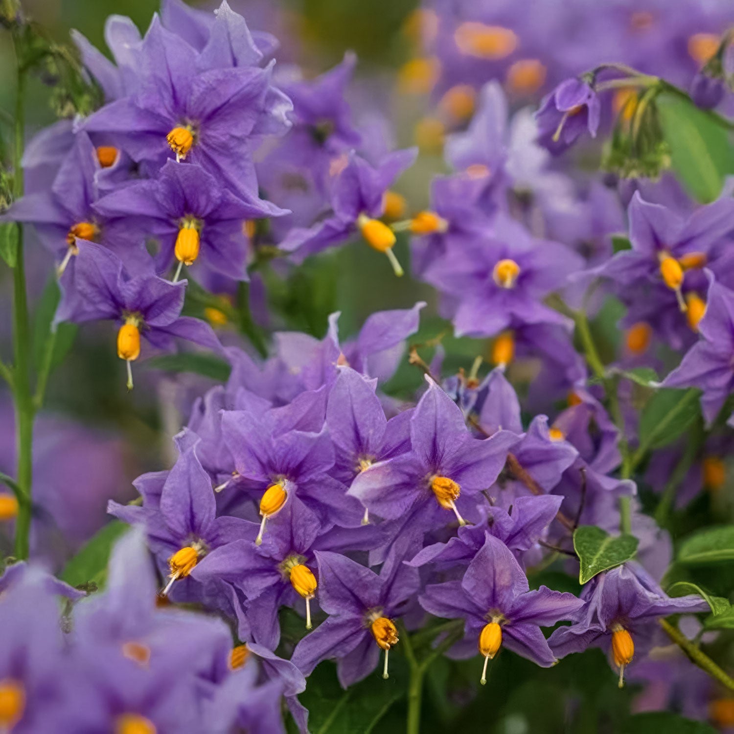 Solanum crispum 'Glasnevin'