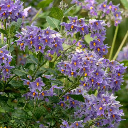 Solanum crispum 'Glasnevin'