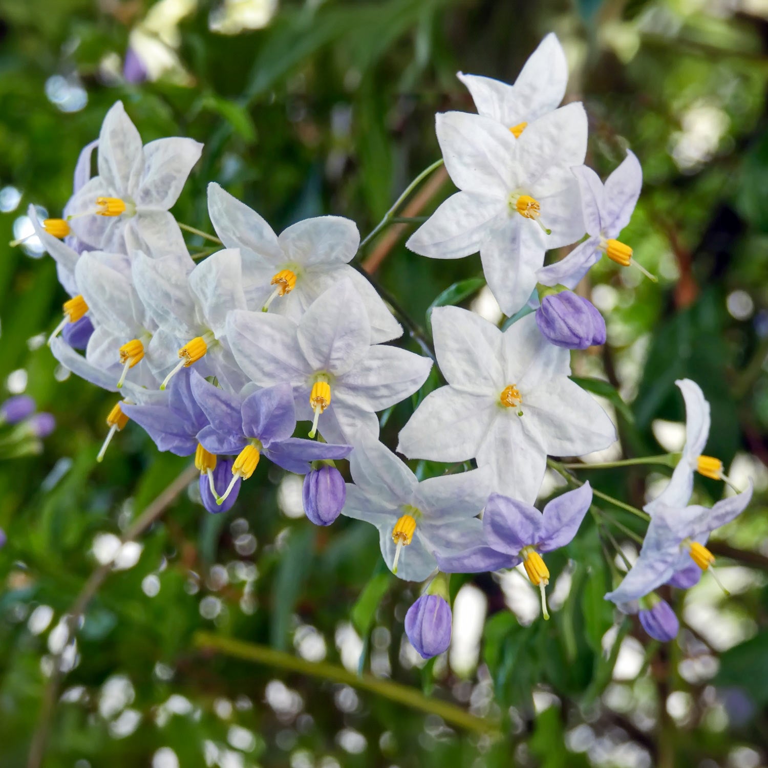 Solanum jasminoides 'Bleu'