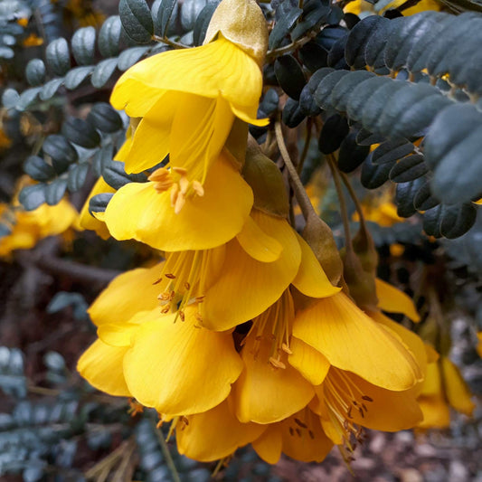 Sophora microphylla 'Sun King'