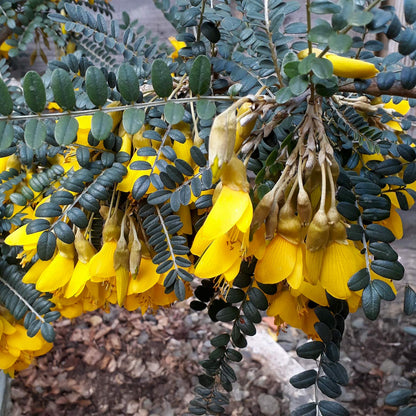 Sophora microphylla 'Sun King'