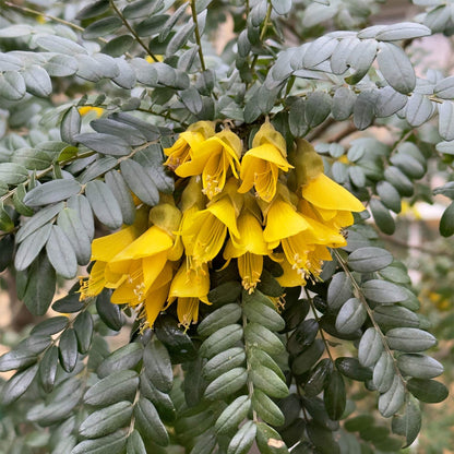 Sophora microphylla 'Sun King'