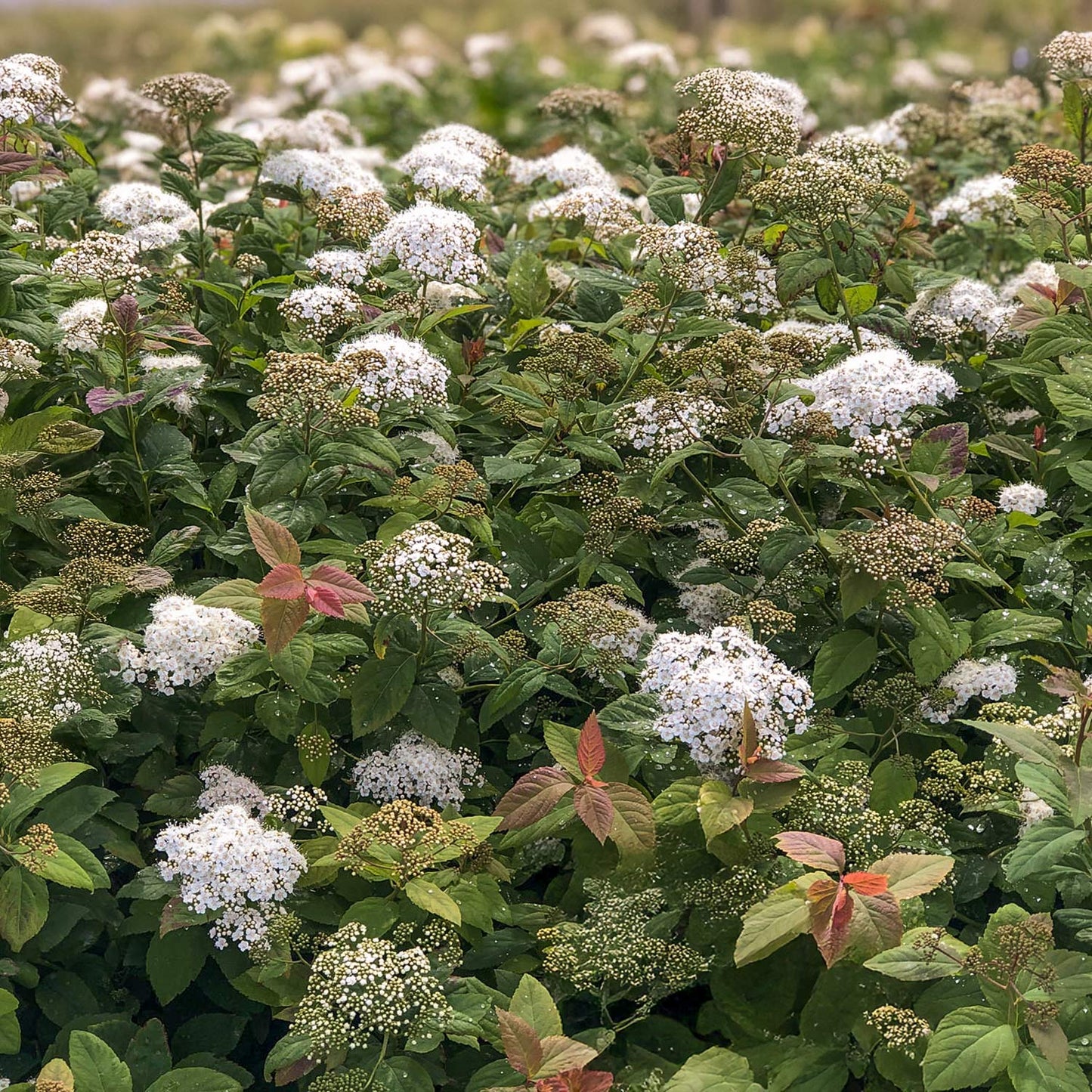Spiraea media 'Double Play Blue Kazoo'