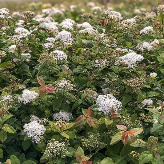 Spiraea media 'Double Play Blue Kazoo'