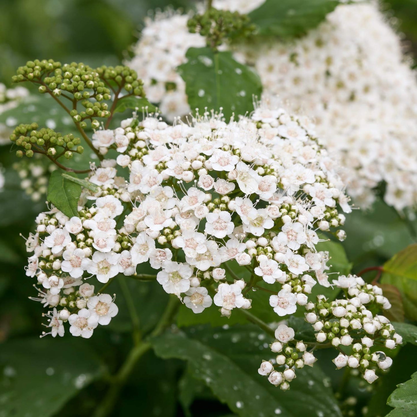 Spiraea media 'Double Play Blue Kazoo'