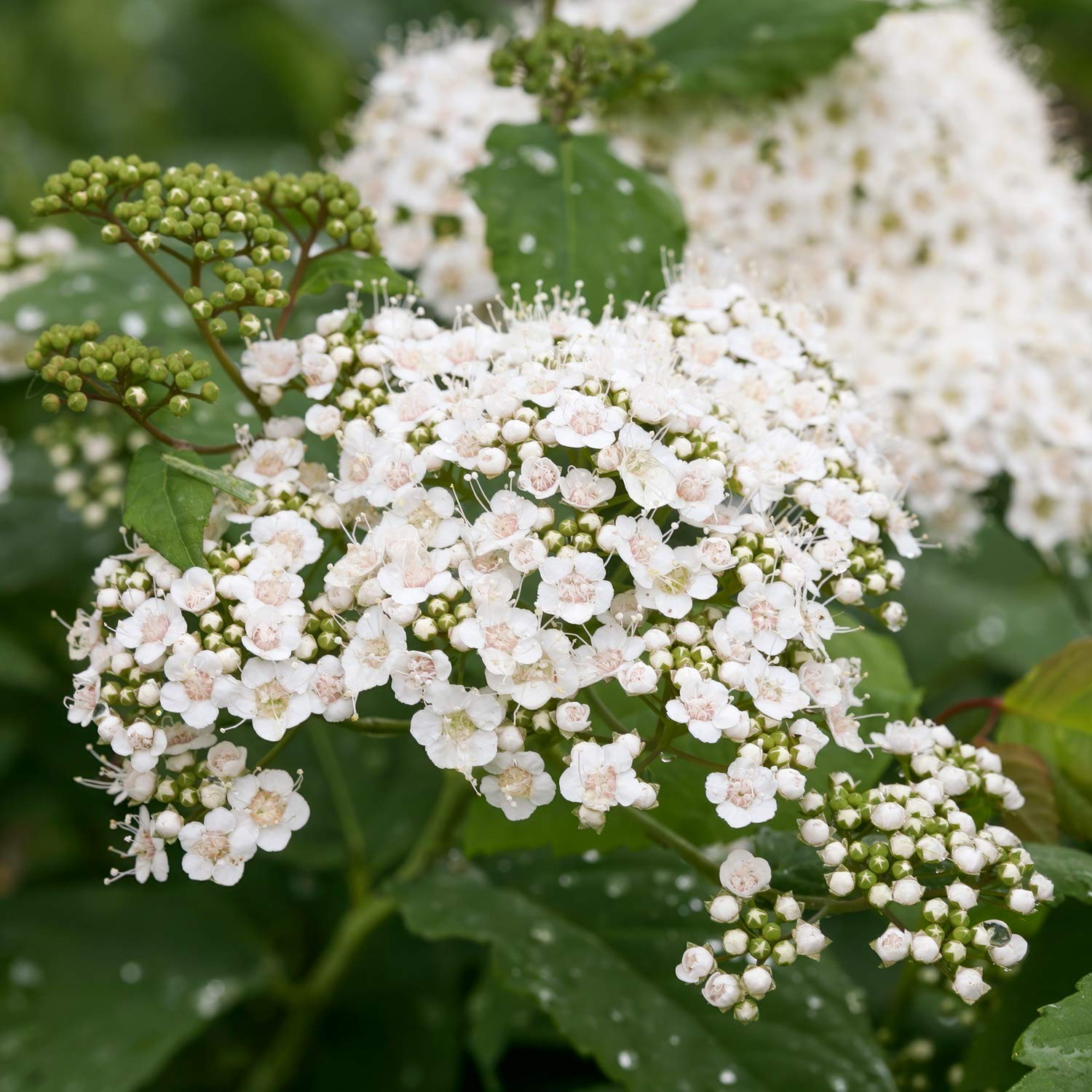 Spiraea media 'Double Play Blue Kazoo'