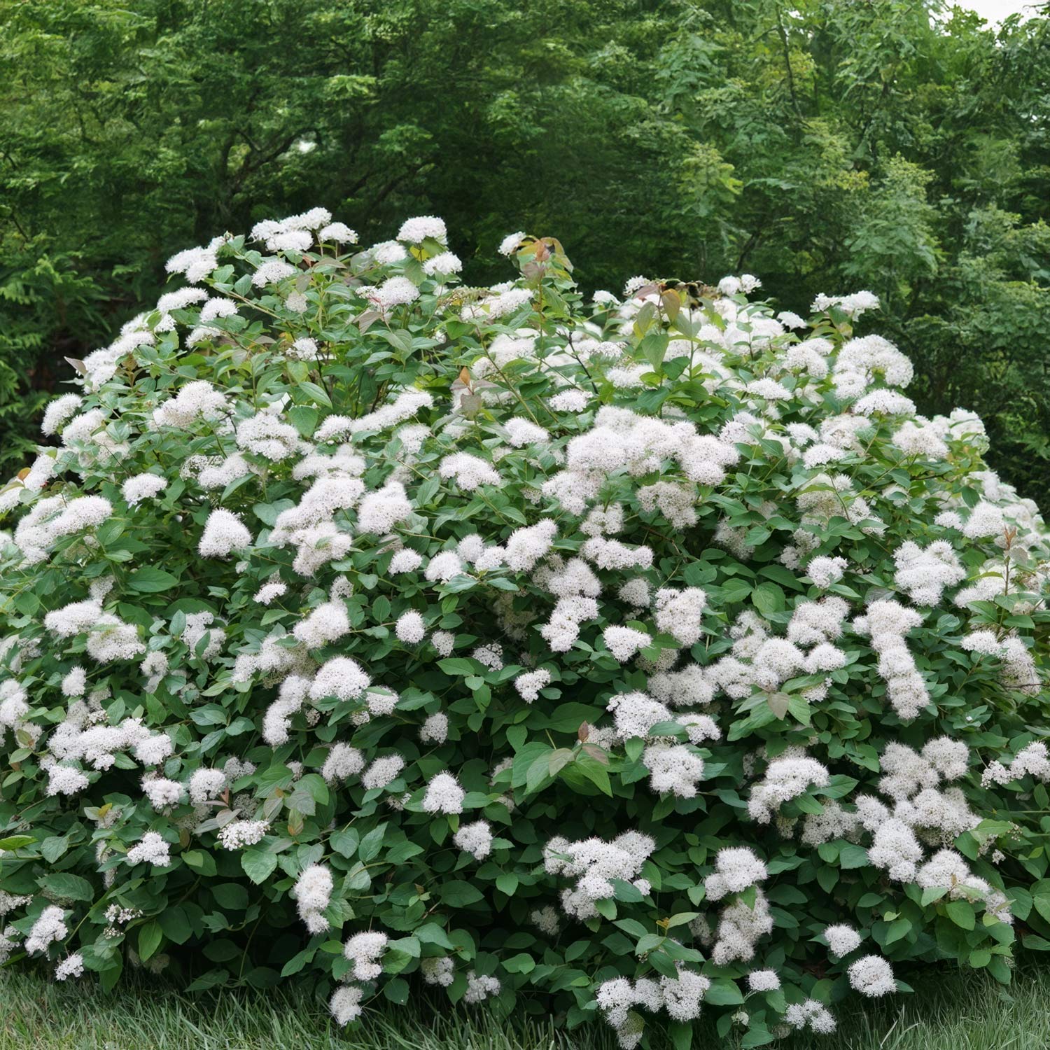 Spiraea media 'Double Play Blue Kazoo'