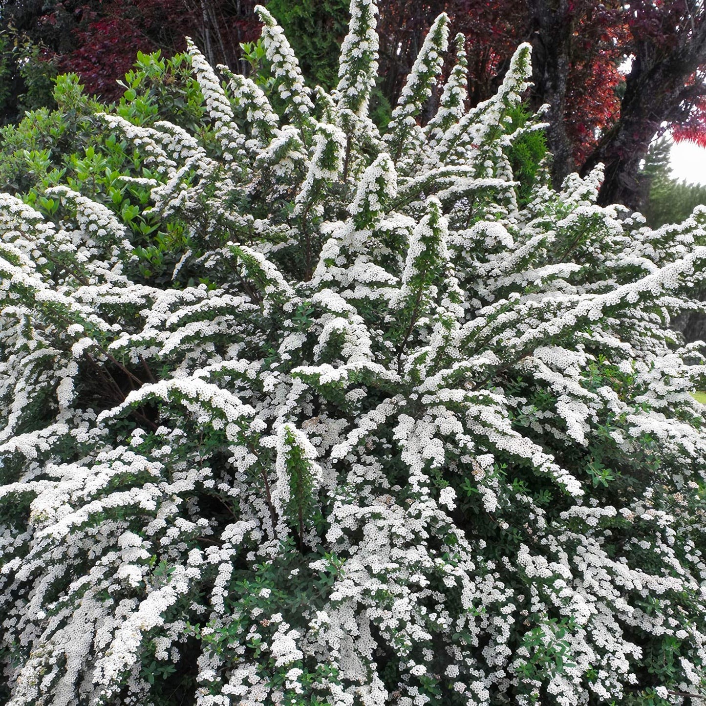 Spiraea nipponica 'Snowmound'