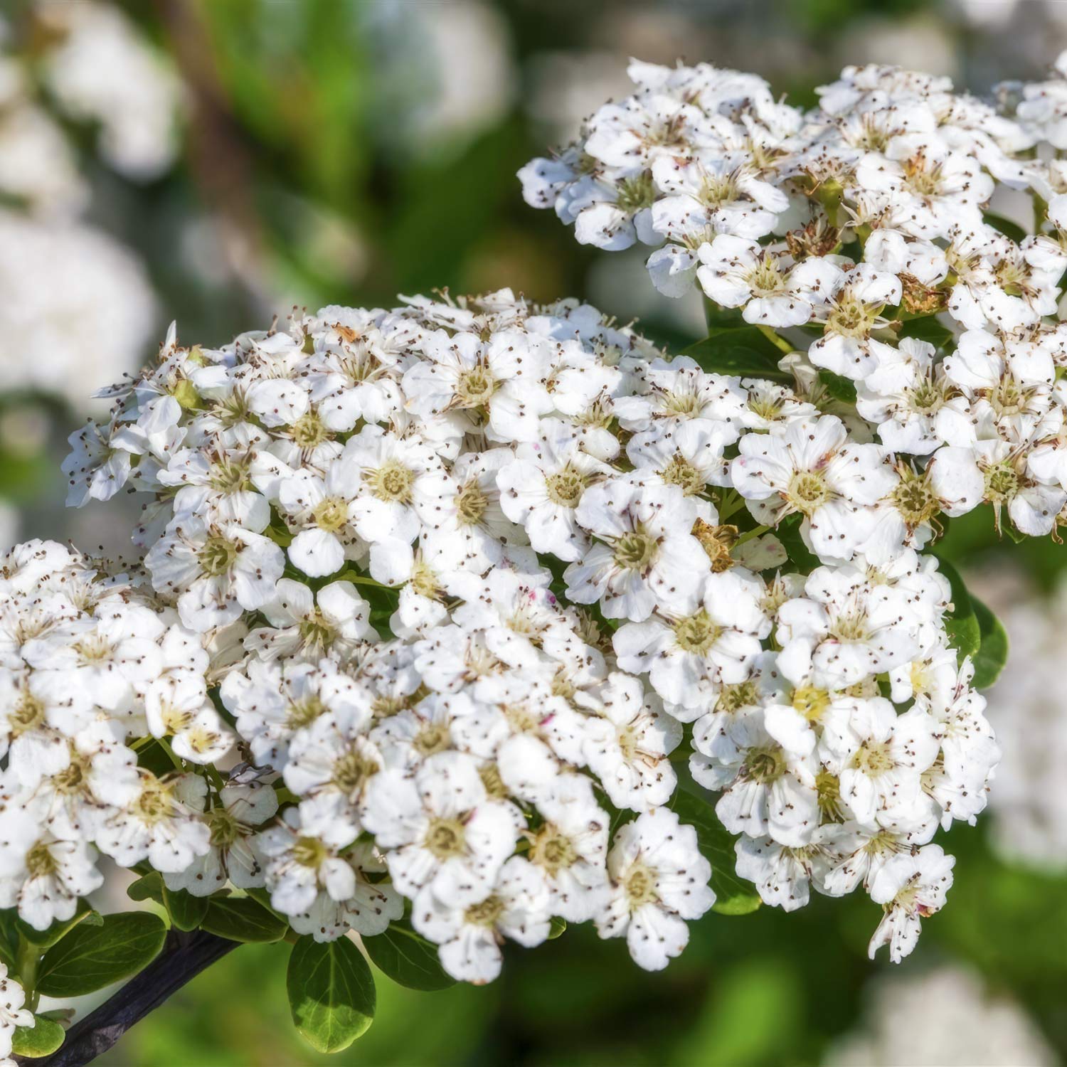 Spiraea nipponica 'Snowmound'. Close-up of white flowers with a blurred green background