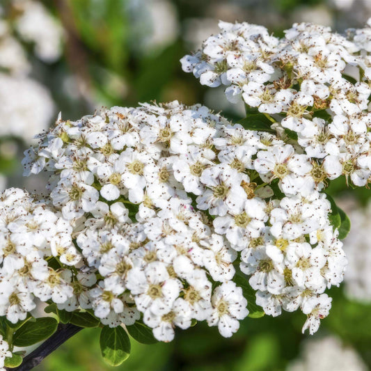 Spiraea nipponica 'Snowmound'. Close-up of white flowers with a blurred green background