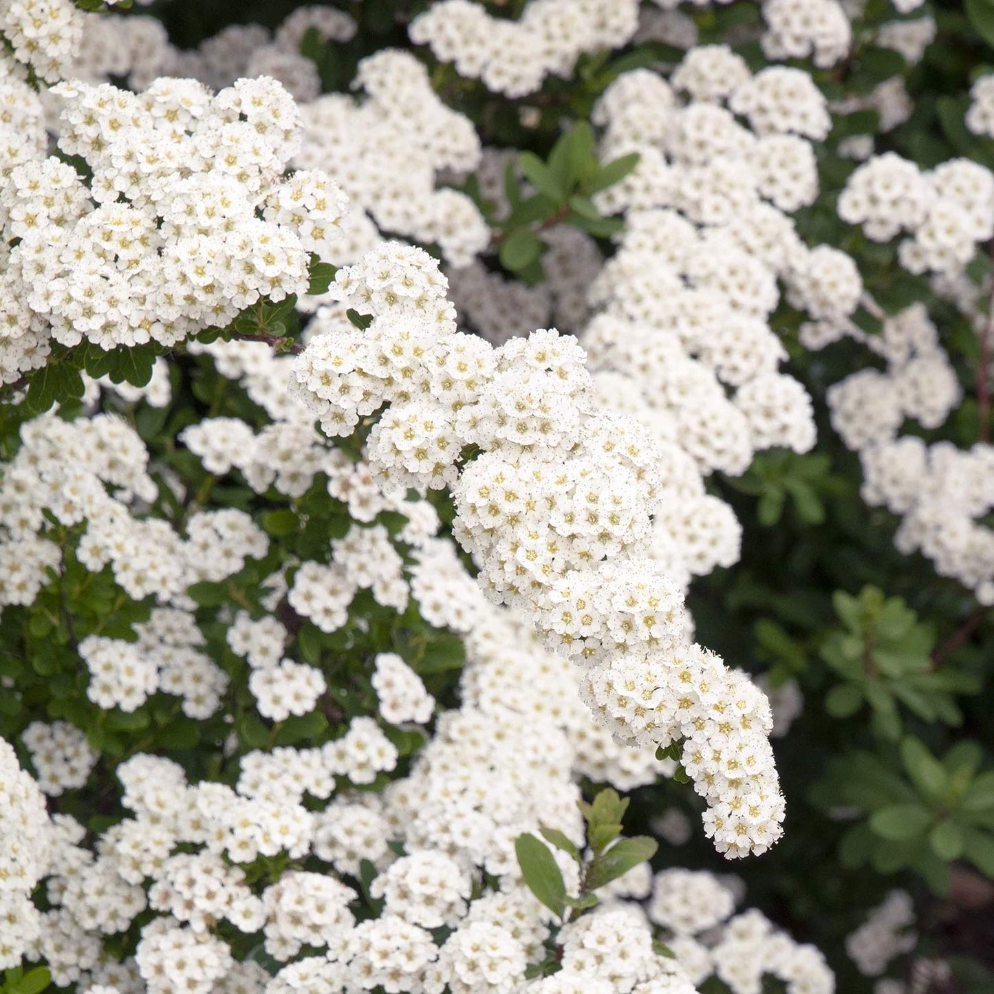 Spiraea nipponica 'Snowmound'. Close-up of white flowers with green leaves in the background