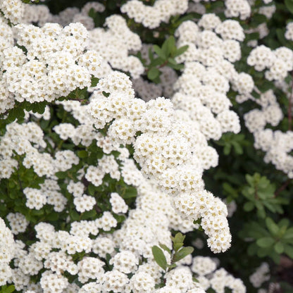 Spiraea nipponica 'Snowmound'. Close-up of white flowers with green leaves in the background