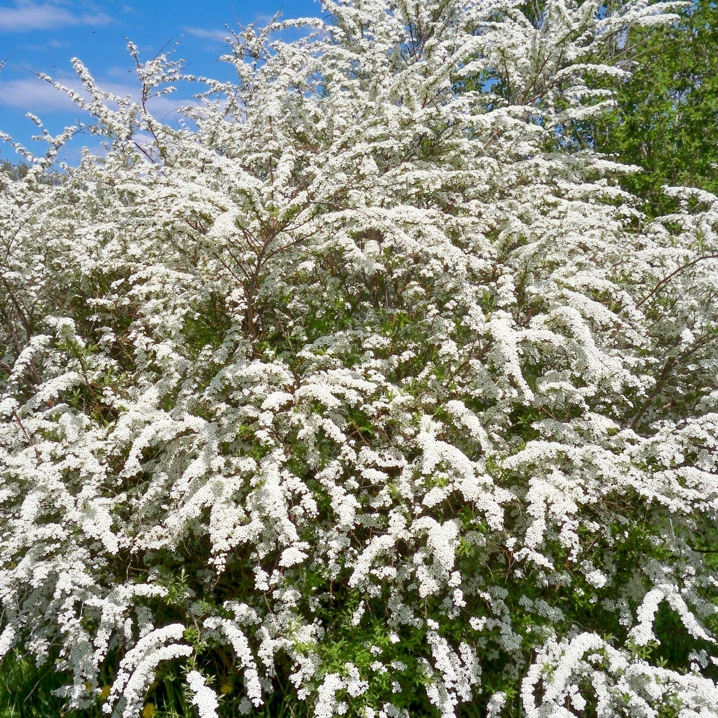 Spiraea nipponica 'Snowmound'