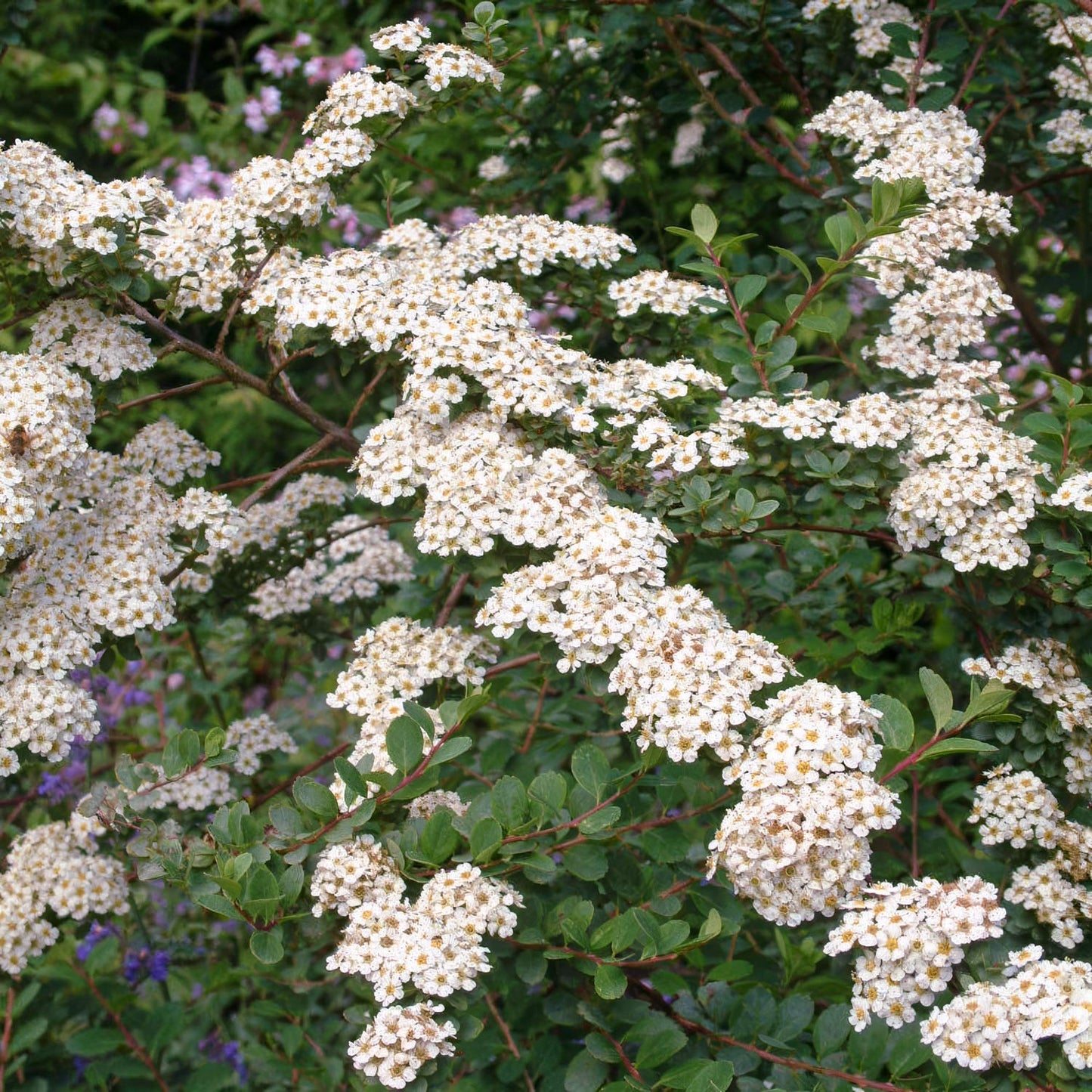 Spiraea nipponica 'Snowmound'
