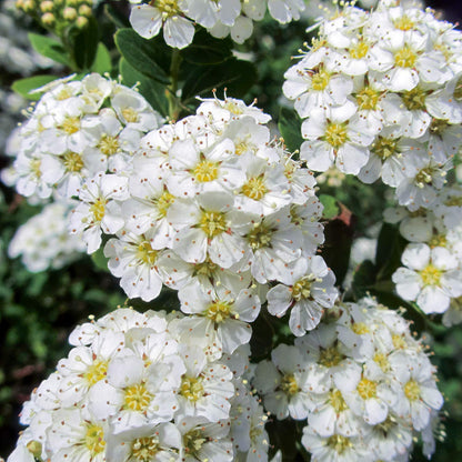 Spiraea nipponica 'Snowmound'