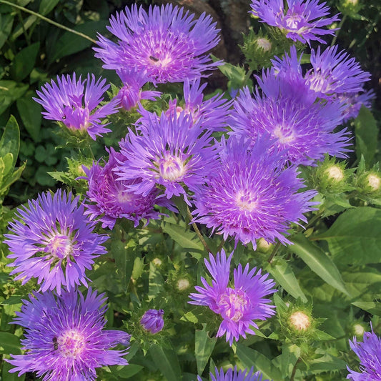 Stokesia laevis 'Mel's'