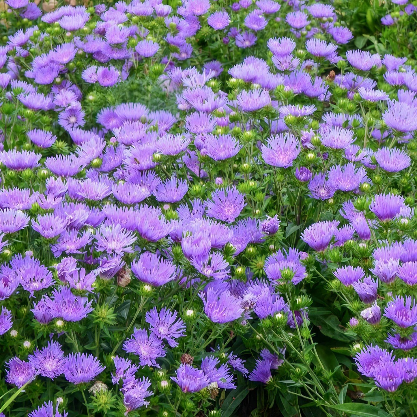 Stokesia laevis 'Mel's'