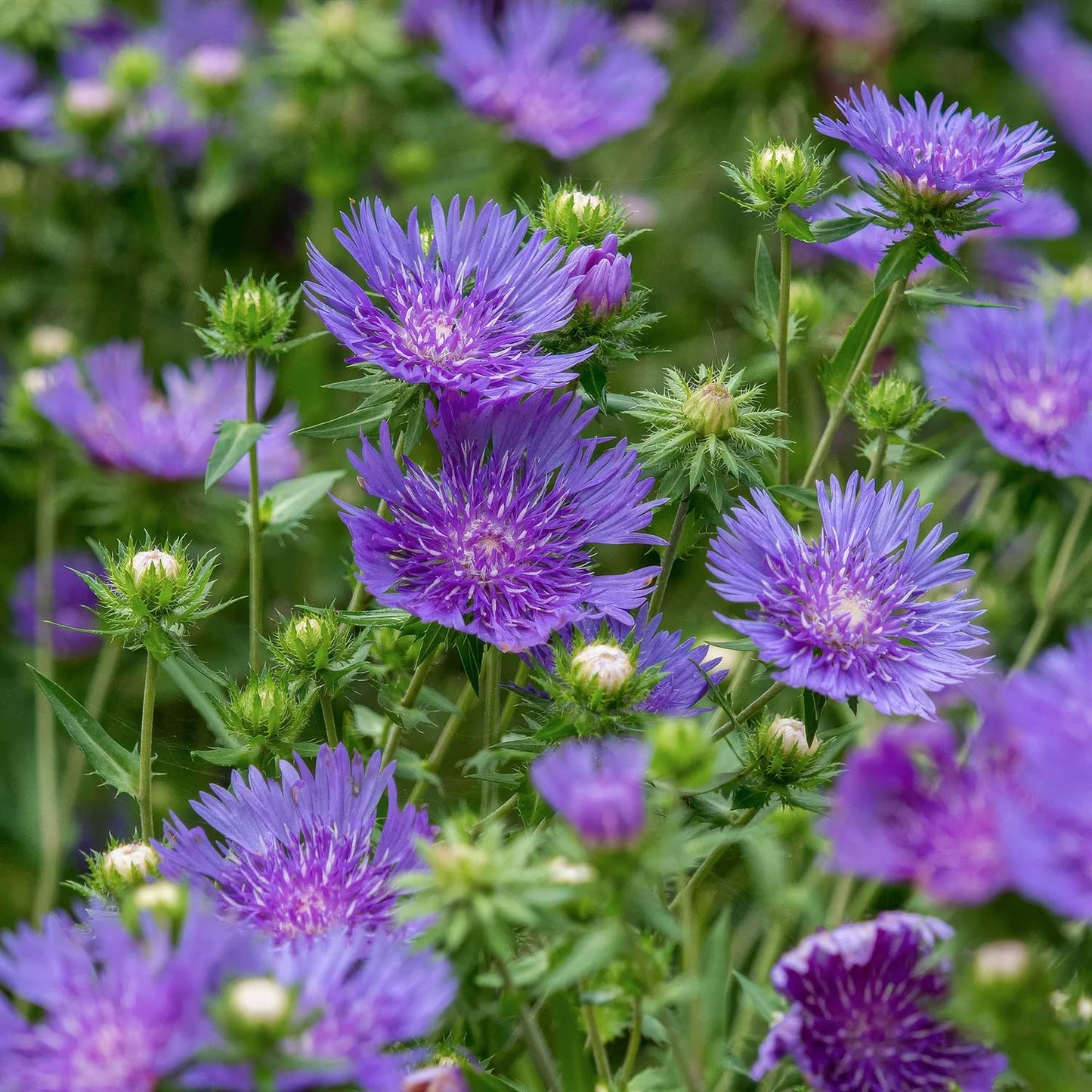 Stokesia laevis 'Mel's'